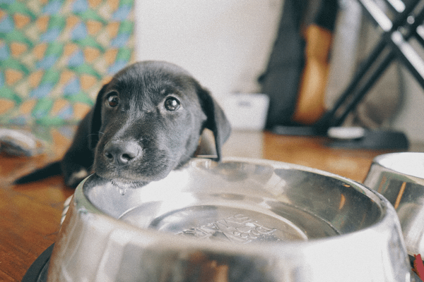 Raising the Bar: The 6 Best Raised Dog Bowls for Happy and Healthy Pets!