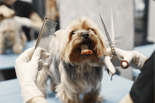 What Not To Do With a Double-Coated Dog?