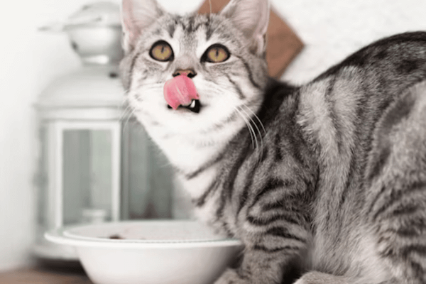 The Best Cat Food for Diarrhea: Top 8 Picks to Keep Their Tummy Happy!