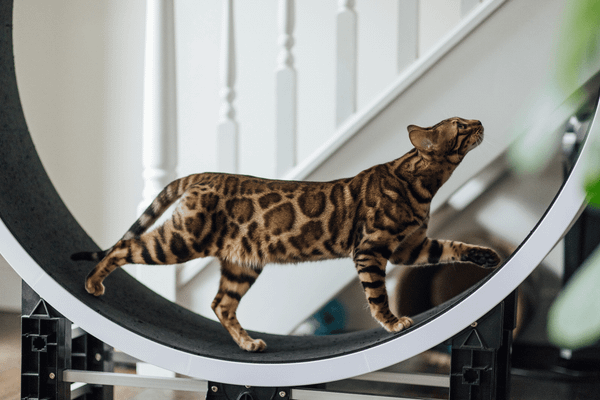 The Best 6 Cat Exercise Wheels: Purr-fectly Engaging!