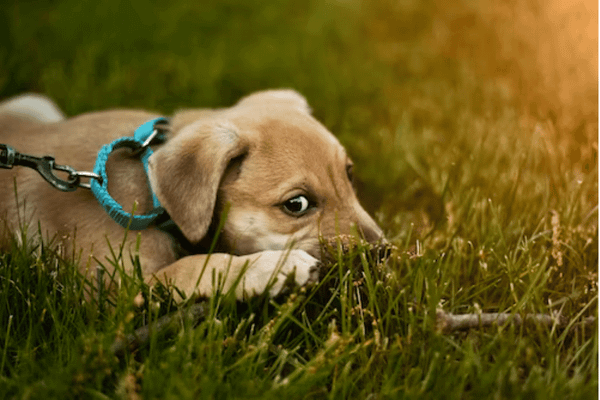 Keep Your Four-Legged Friend Safe with The 5 Best Quick-Release Collars
