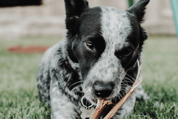 The 6 Best Bully Sticks for Dogs: Top Picks for Your Pooch