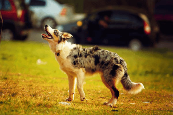 The Best Dog Food For Australian Shepherd: Top Bites for Aussie Pals