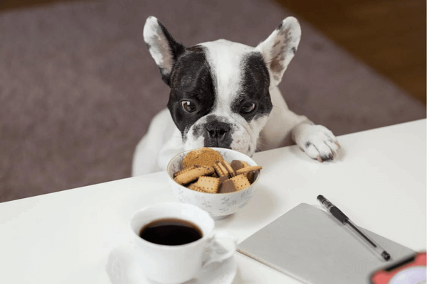 The 6 Best Limited Ingredient Dog Food: Top 6 Picks for Picky Pooches