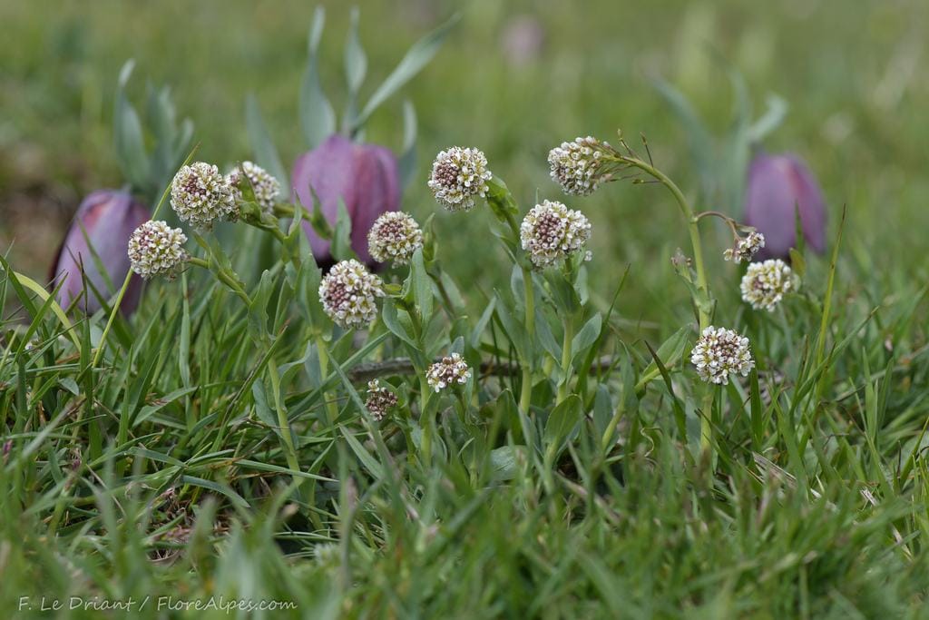 Flores de berro alpino en un campo. Foto de Franck Le Driant en iNaturalist. Licencia CC BY-NC 4.0.