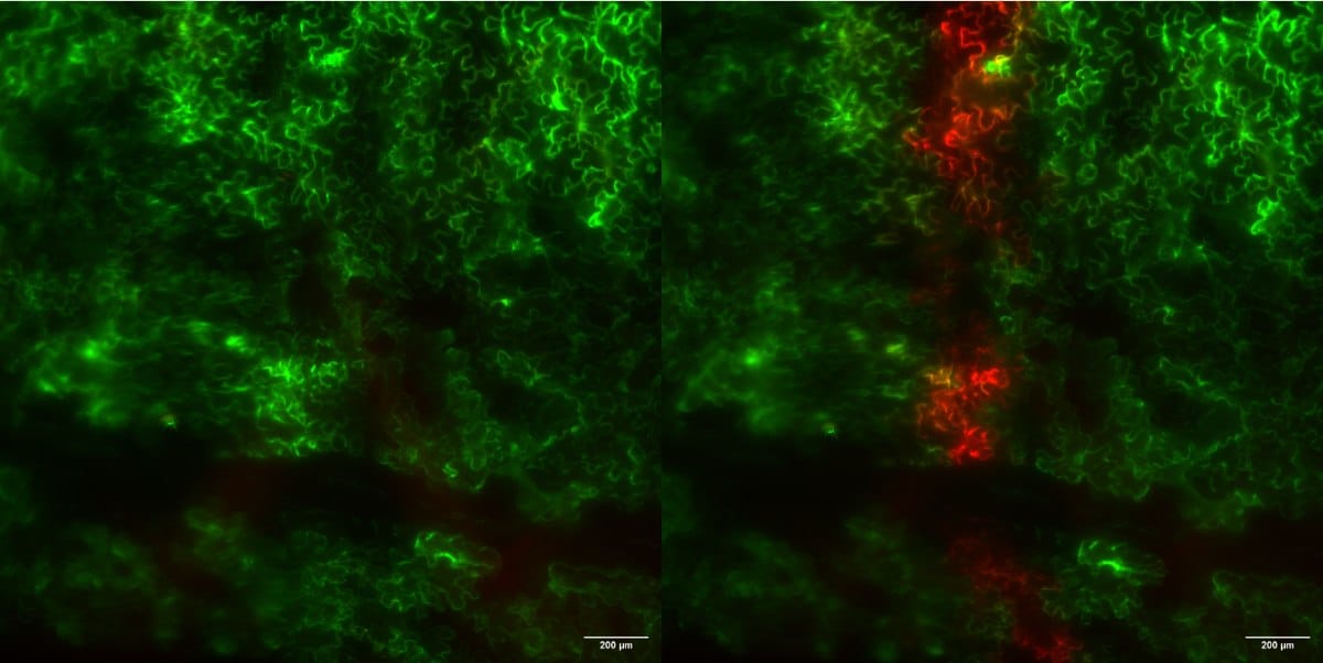 Imágenes paralelas de una hoja de Nicotiana tabacum muestran tejido epidérmico que expresa la proteína fluorescente Kaede, antes y después de un pulso UV.