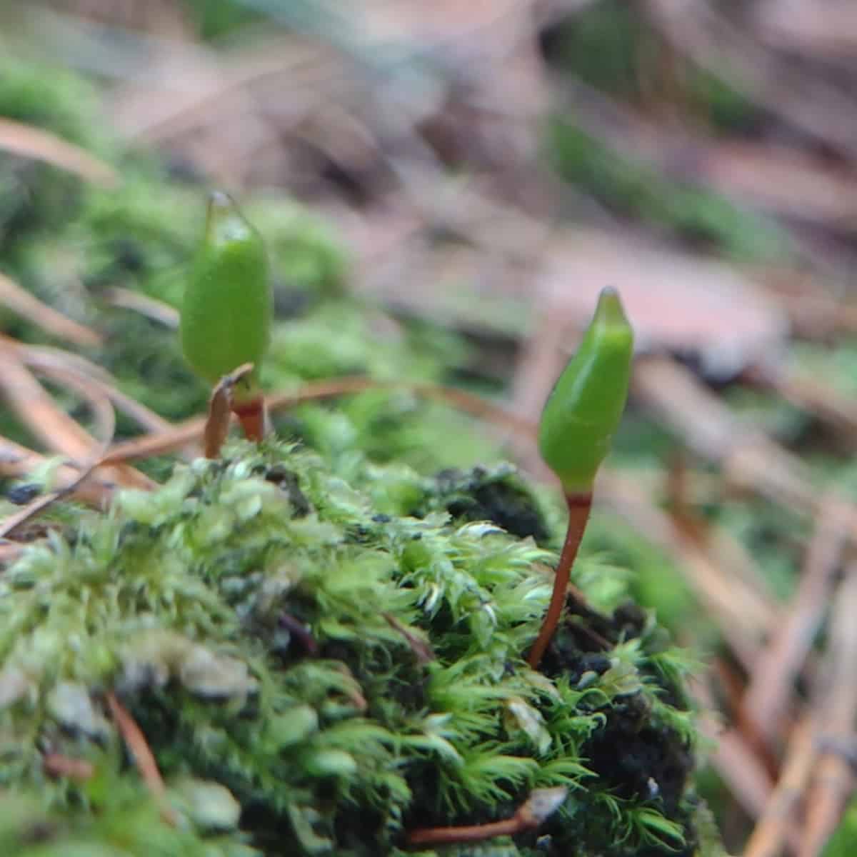 Diversos esporófitos pequenos de Buxbaumia viridis emergem de uma área de musgo sobre madeira em decomposição, cercados por agulhas de coníferas caídas. As minúsculas cápsulas verdes passam facilmente despercebidas em meio à vegetação.
