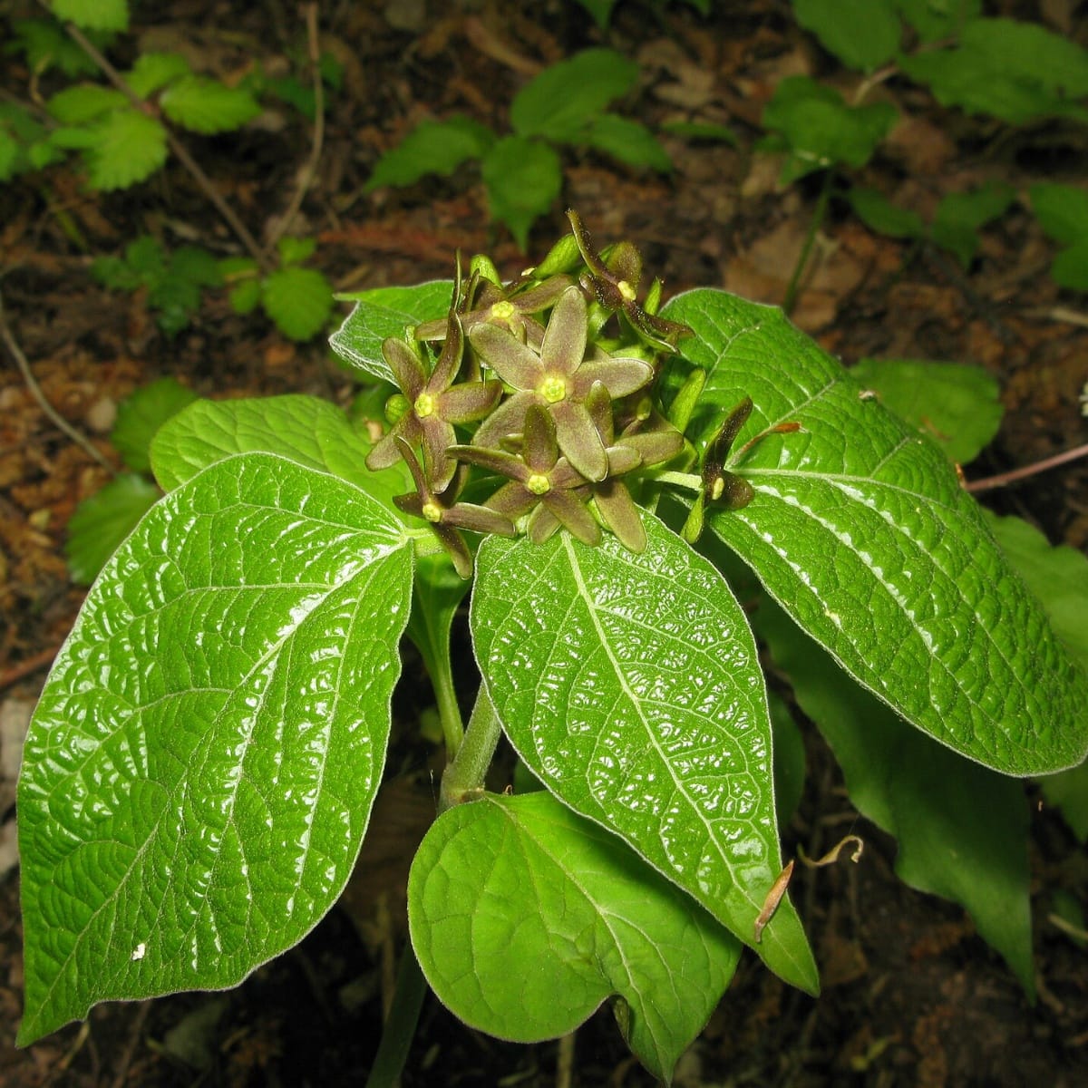 Eau De Fourmi Mourante : Un parfum floral bizarre pour attirer le bon amoureux