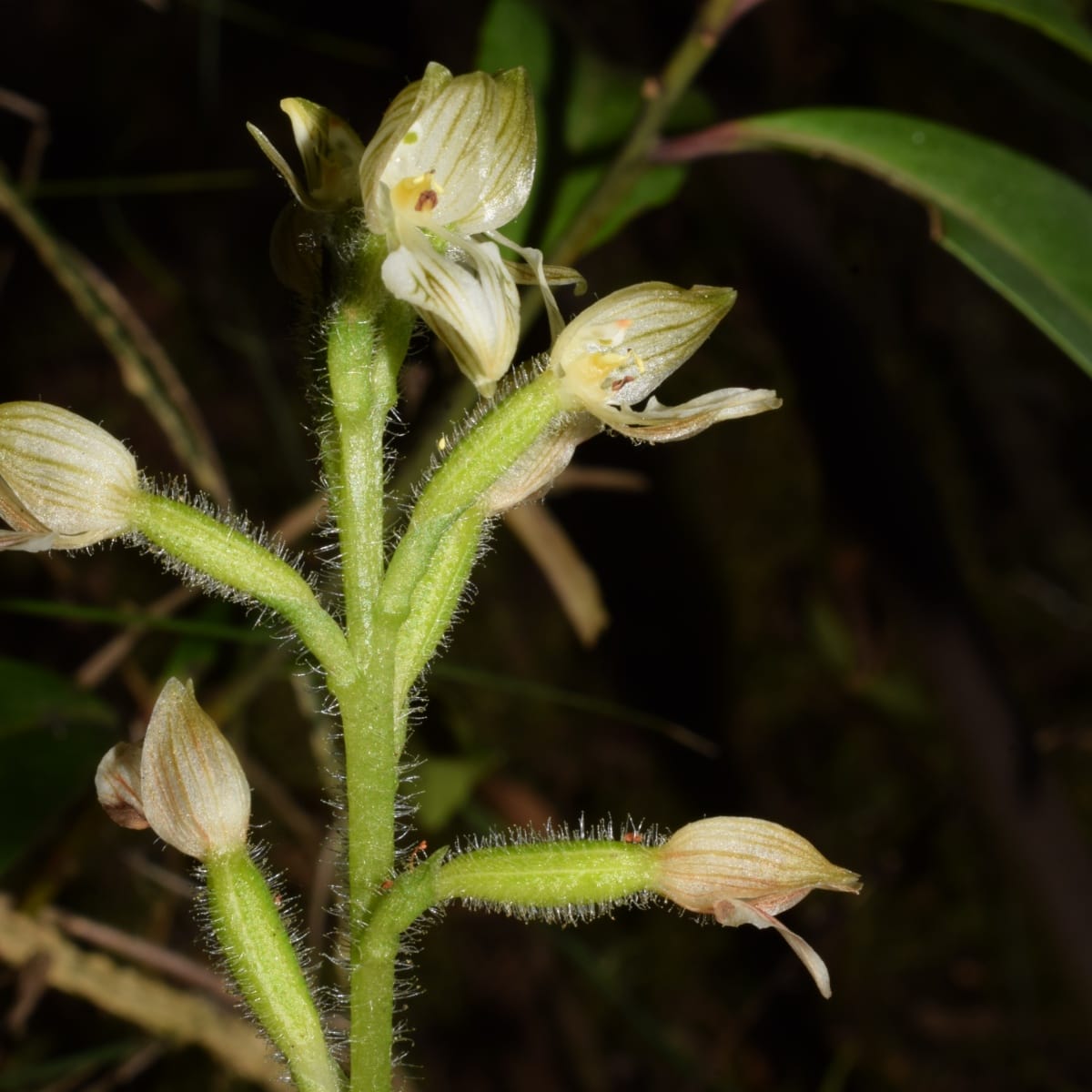 ¿Y si una flor nunca necesitara un polinizador?