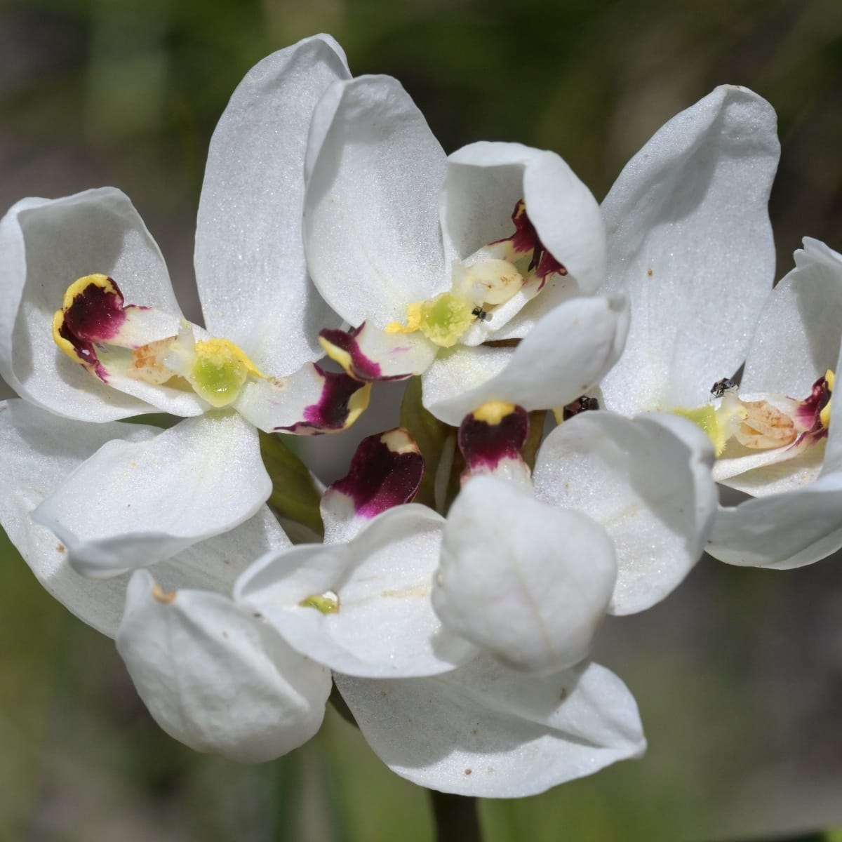 When Beetles Take the Lead in Orchid Romance