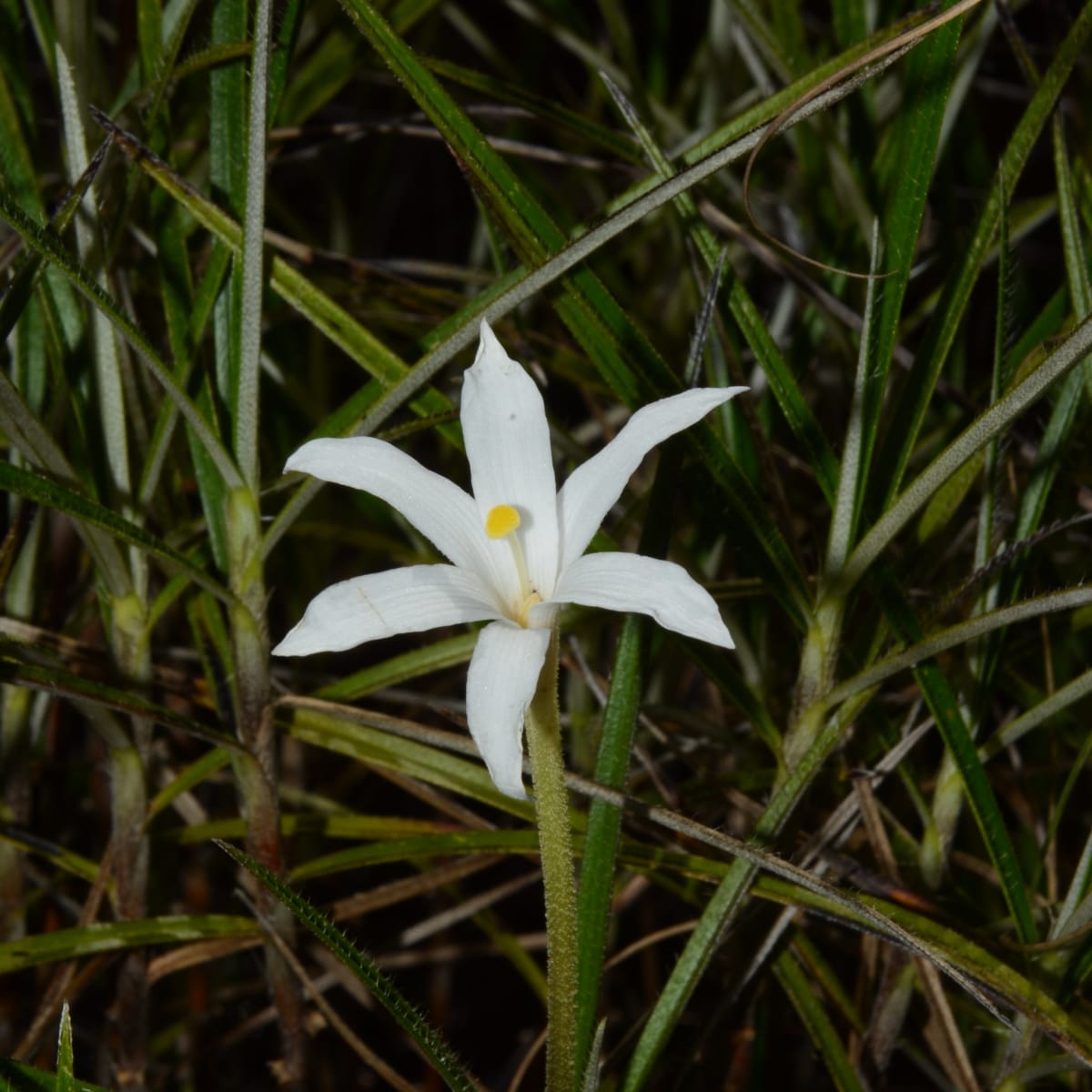 Rastreamento e conservação de uma planta ameaçada de extinção em afloramentos rochosos do Brasil