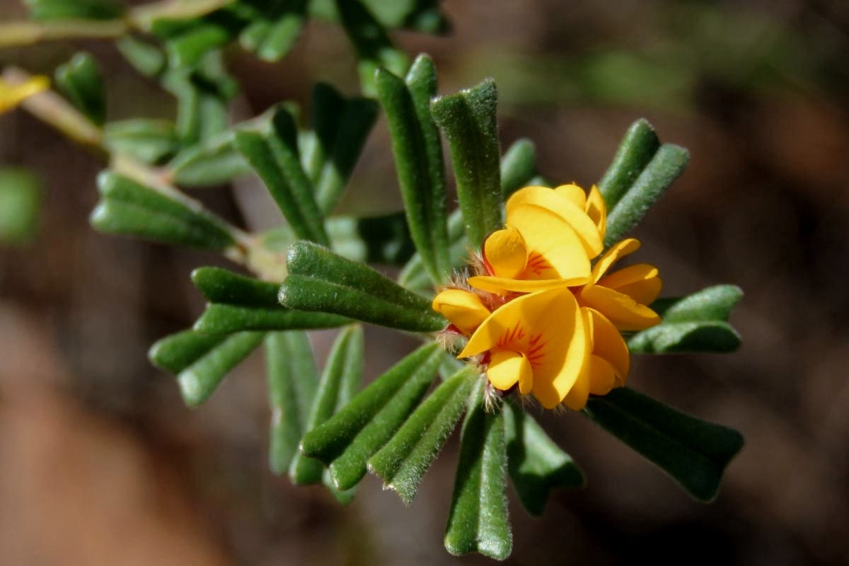 How does fire break seed dormancy?