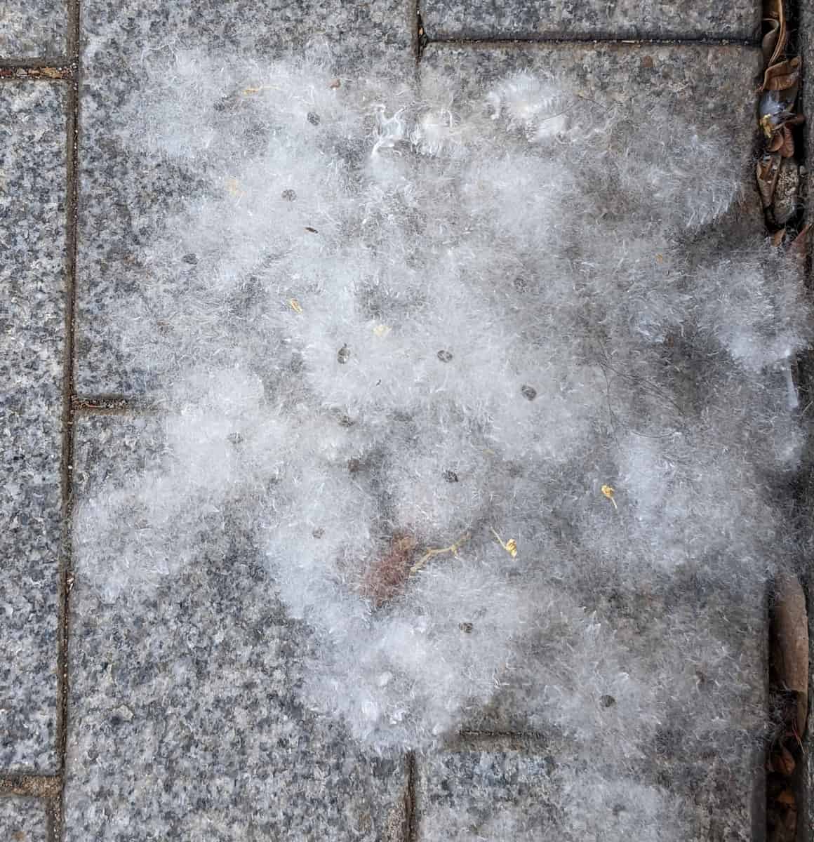 Ein Haufen weißer, seidiger Bombax ceiba-Fasern, verstreut auf grauen Pflastersteinen, zwischen denen kleine dunkle Samen zu erkennen sind.