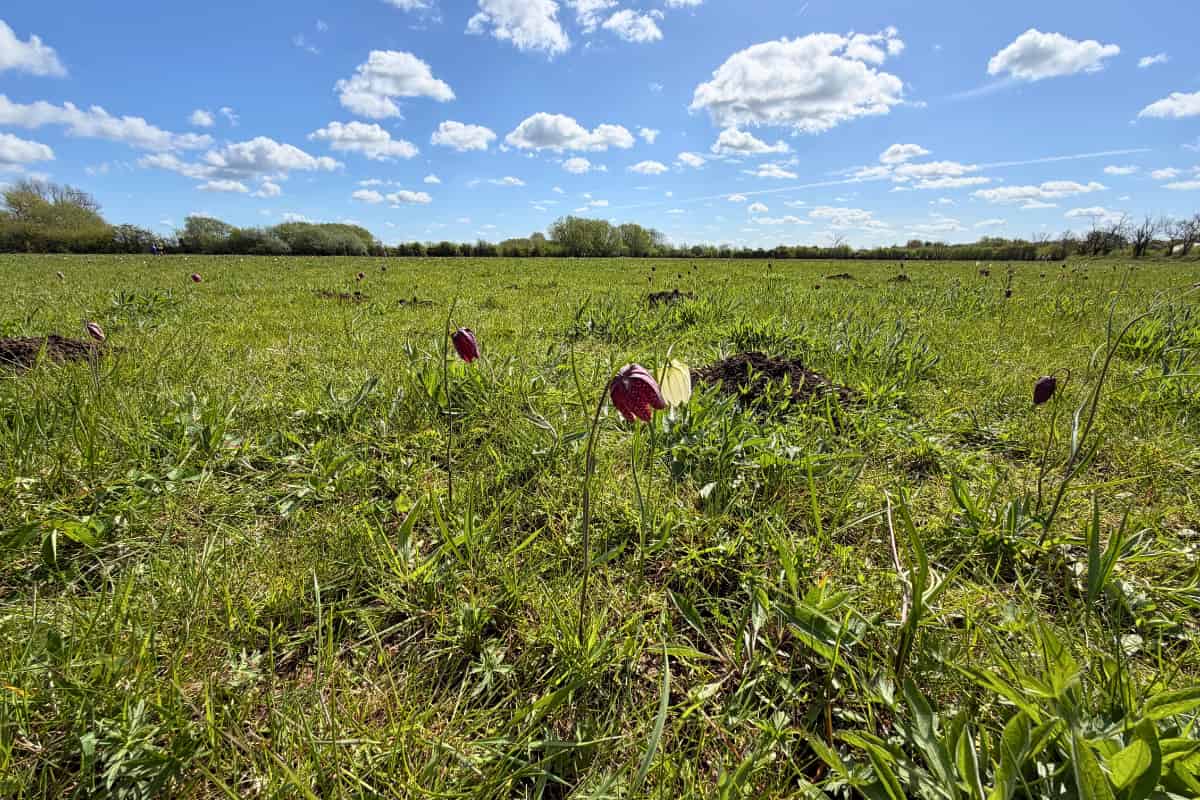 A few Snake's Head Fritillaries stand in a wide open field. in the distance what might be other flowers are visible.