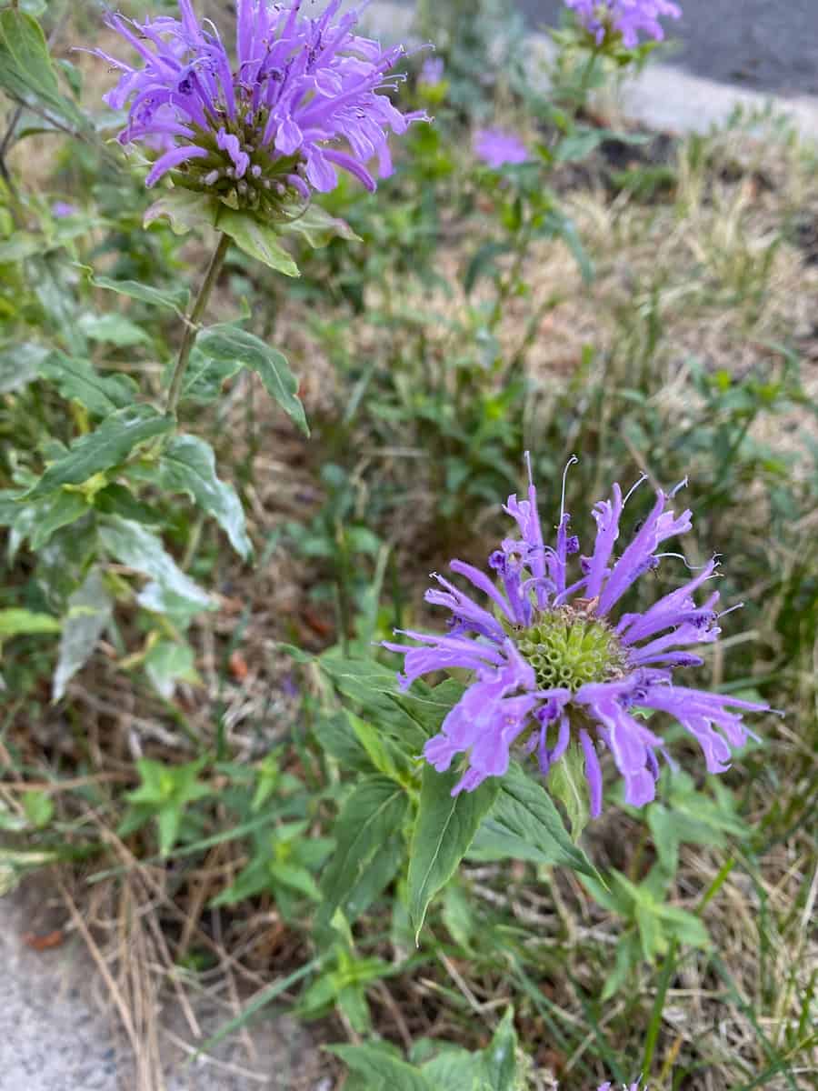 Two Monarda fistulosa inflorescences with vivid violet-purple tubular corollas, the nearer flower showing a green receptacle visible at its centre. Plants growing in dry, partly brown grass beside a paved edge. 