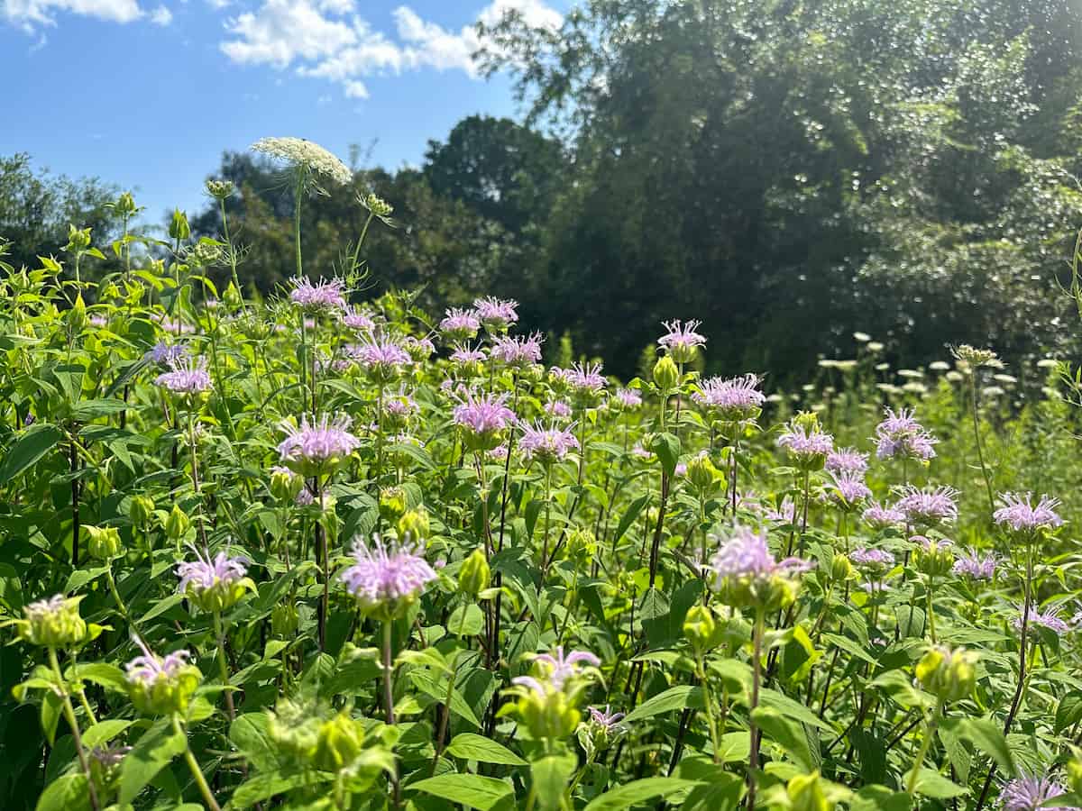 A dense stand of Monarda fistulosa with pale pink-lavender inflorescences on dark upright stems, growing among lush green foliage. A white umbellifer rises above the beebalm in the background, with trees and blue sky beyond.
