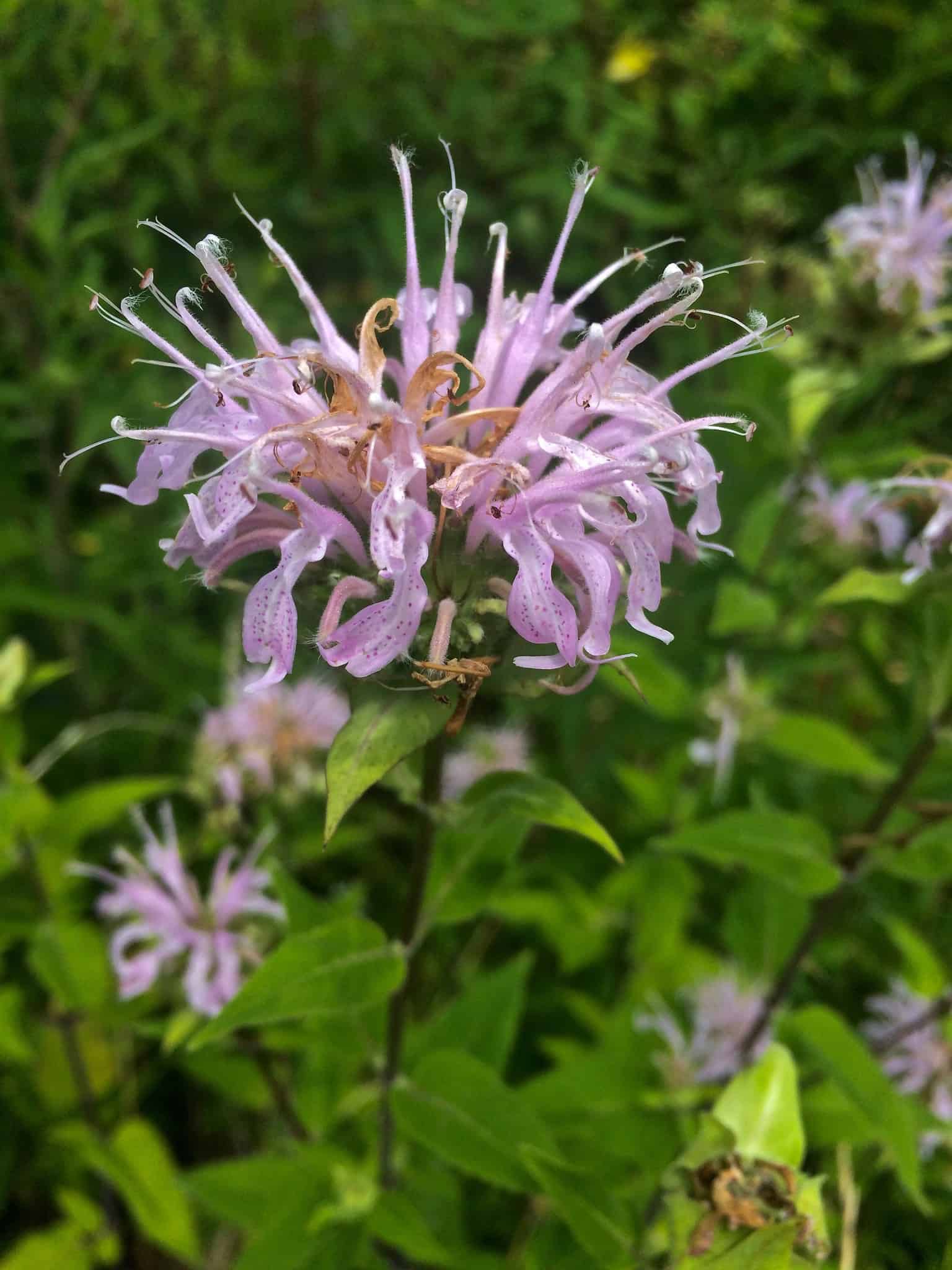 Close-up of a single Monarda fistulosa inflorescence with pale pink-lavender tubular corollas, some with visible purple spotting, and several spent brown florets at the centre. More inflorescences visible in soft focus against green foliage.