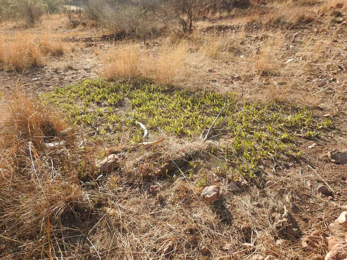 A dense patch of bright green fresh shoots of Parinari capensis spreading across several square metres of dry, stony grassland. The new growth rises only a few centimetres above the soil, surrounded by pale tawny grass and scattered rocks, with scrub and small trees in the background.