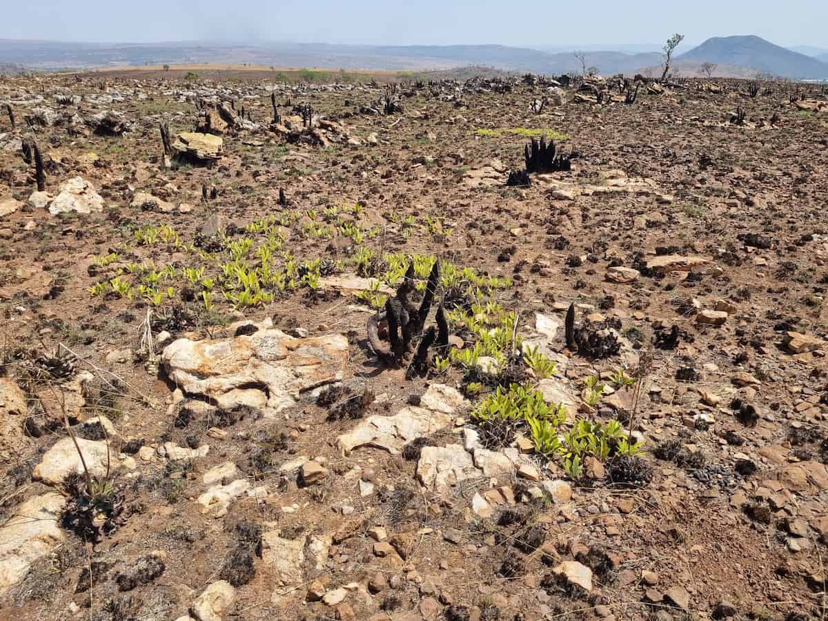 A burnt landscape of blackened rock and charred woody stumps stretching toward distant hills, with vivid green patches of Parinari capensis shoots emerging through the ash. The fresh growth stands out sharply against the scorched ground, while the surrounding vegetation has been reduced to stubble.