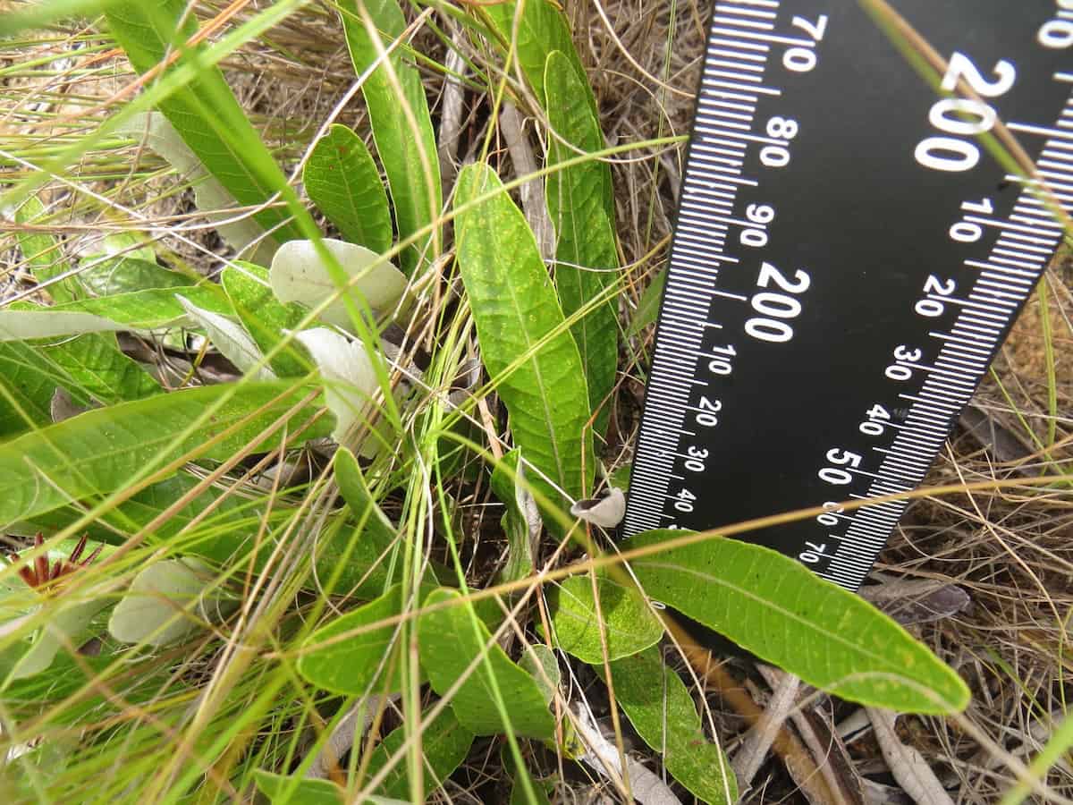 Leaves of Parinari capensis lying close to the ground among grass stems, with a ruler placed alongside them. The elongated, pointed leaves are only a few centimetres long, with the whole plant barely rising above the soil surface.