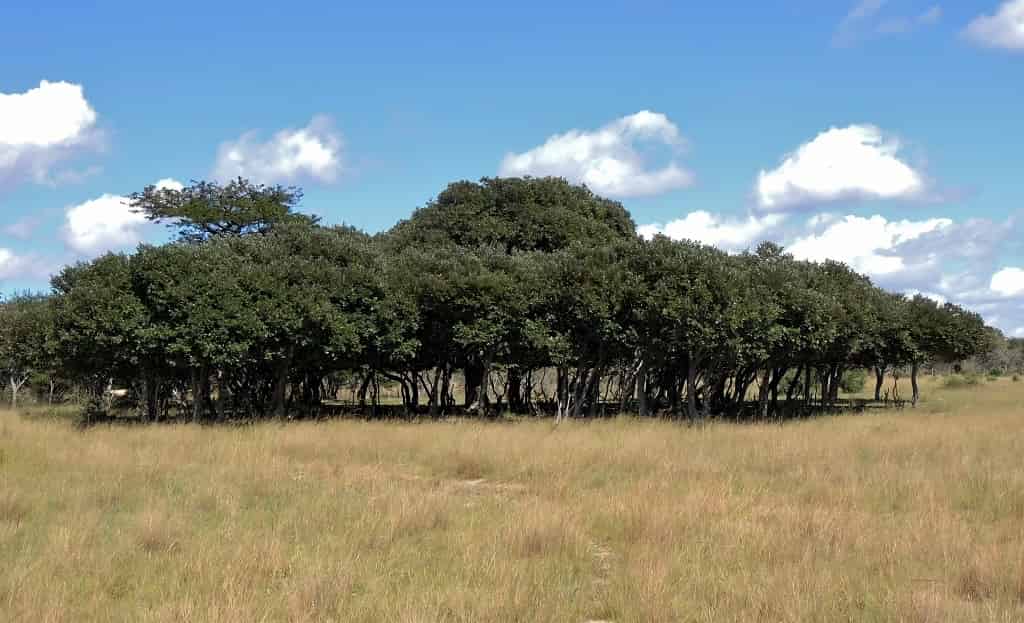 A stand of mature Parinari curatellifolia trees, each several metres tall with broad rounded canopies, growing along the edge of open tawny grassland under a blue sky with scattered clouds.