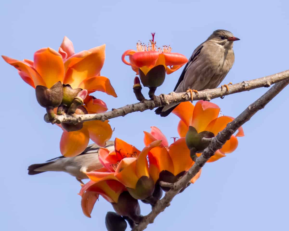 Zwei Vögel saßen zwischen orangefarbenen Bombax ceiba-Blüten auf kahlen Zweigen vor einem klaren blauen Himmel. Ein Vogel saß aufrecht auf einem Ast, während der andere teilweise zwischen den Blüten verborgen war.