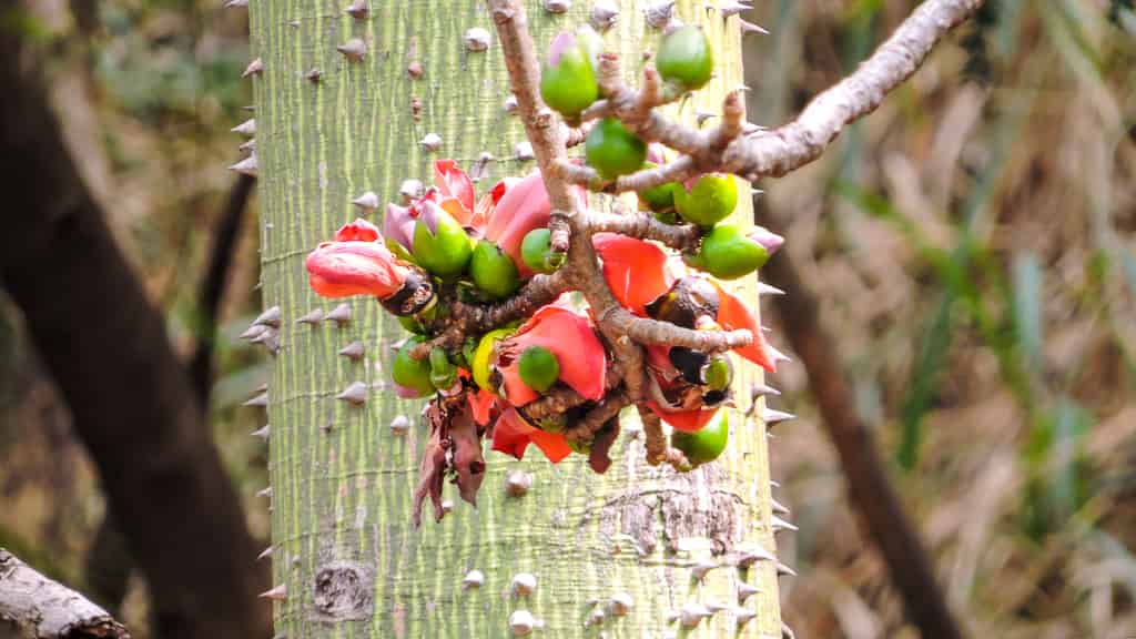 Nahaufnahme eines jungen Bombax ceiba-Stammes, der mit kräftigen, kegelförmigen Stacheln bedeckt ist, mit einem Büschel roter Blüten und grüner Knospen, die aus einem kurzen Zweig direkt am Hauptstamm hervortreten.