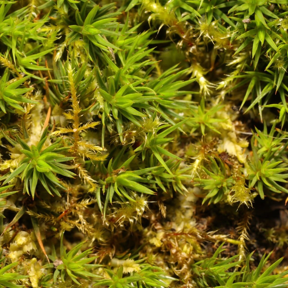 Mosses Also Master Aluminium Storage