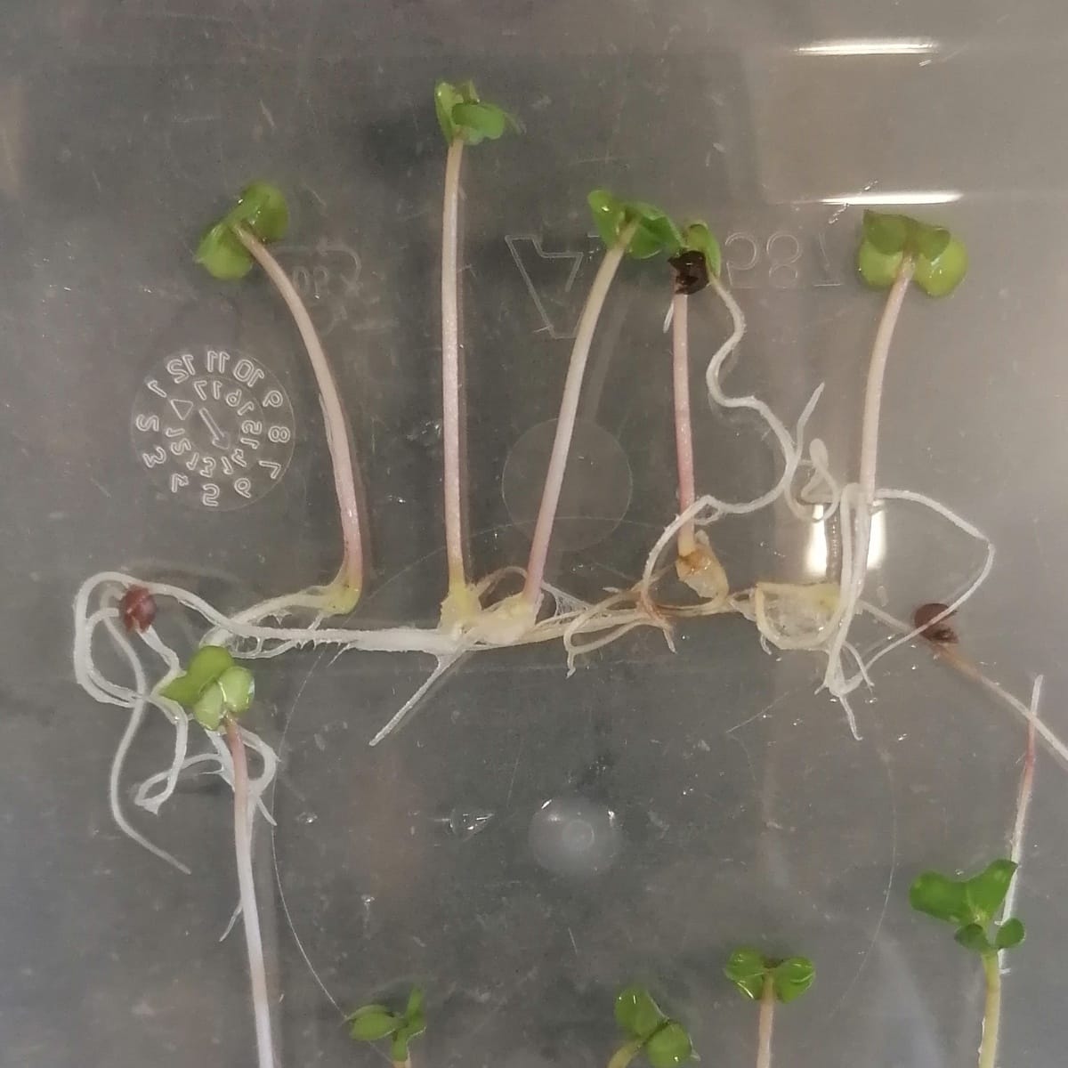 The Invisible Cost of Seed Ageing