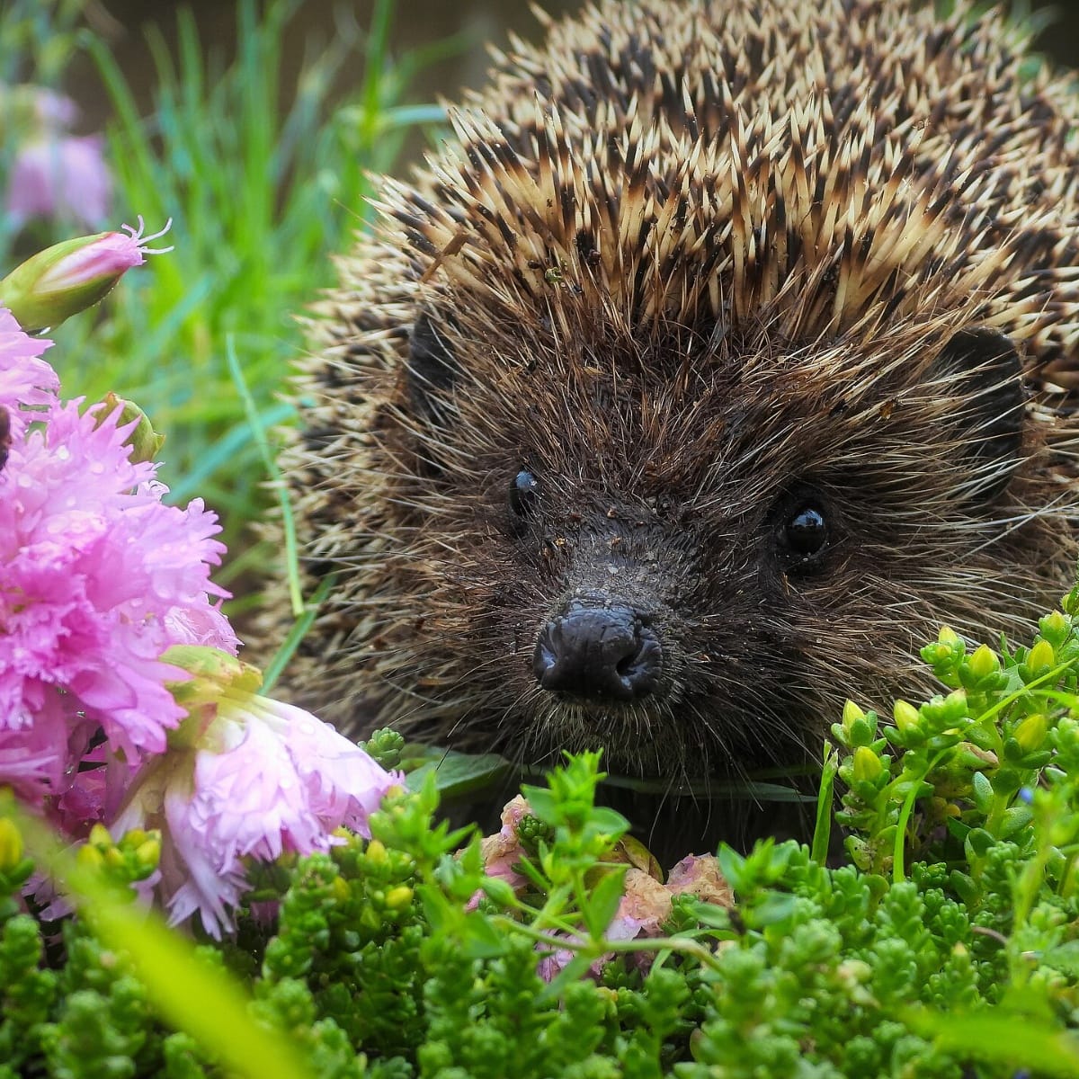 Can a Garden Change How You Feel About Wildlife?