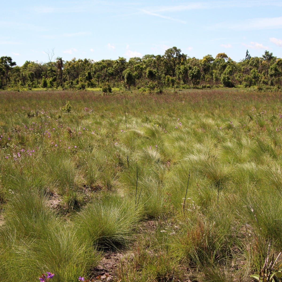 Fire Signals and Dry Soils: How Cerrado Seeds Time Their Germination