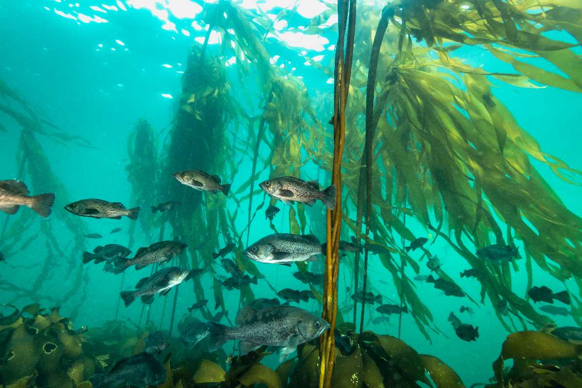 Kelp forest with fish.