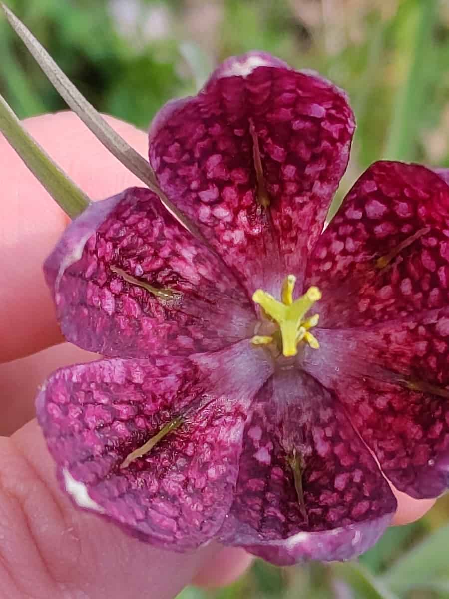 A view of the flower from the underside, revealing its yellow stigma highlighted against the purple petals.