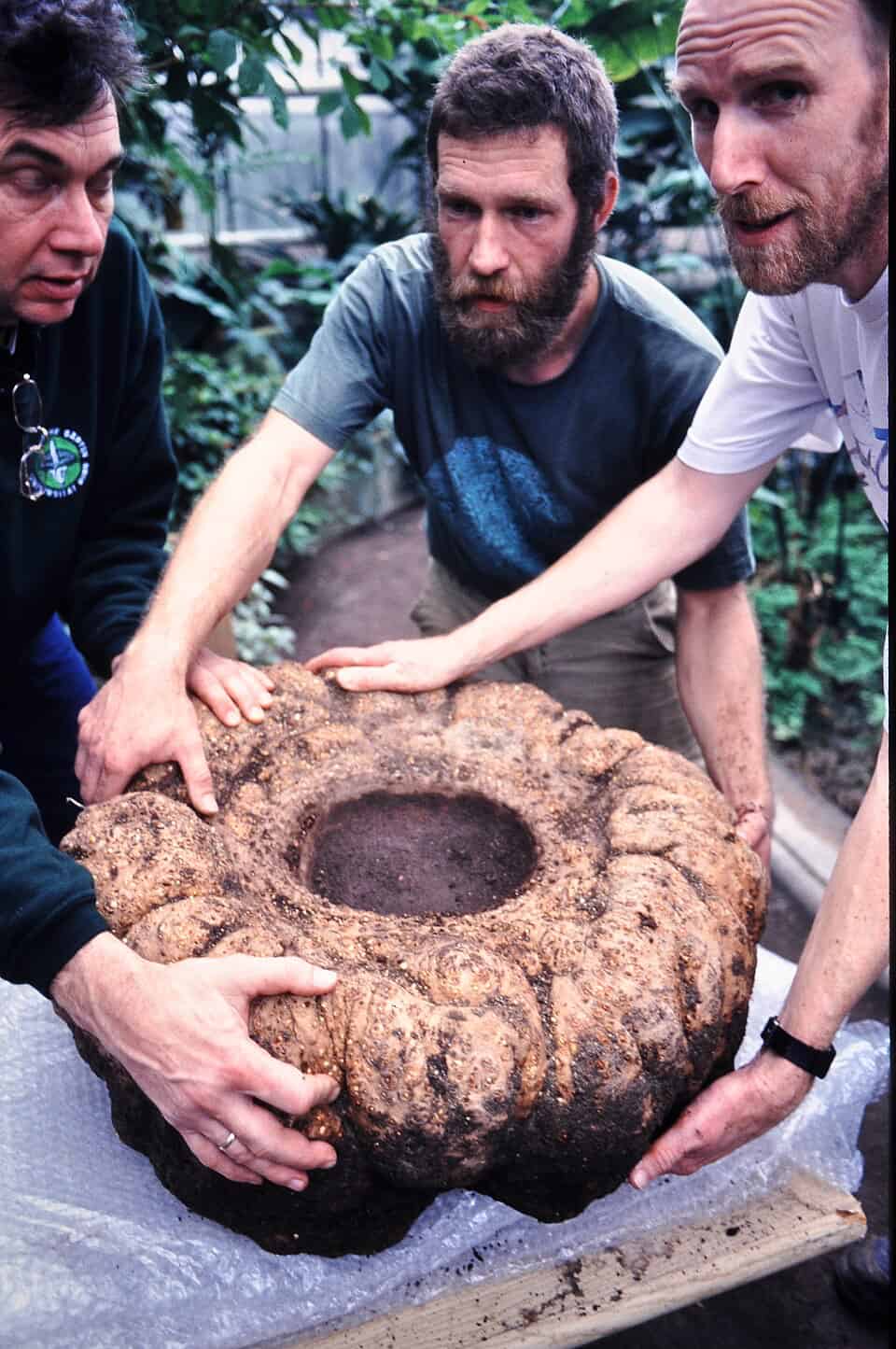 Three German men hold a Titan Arum tuber, like it might escape.