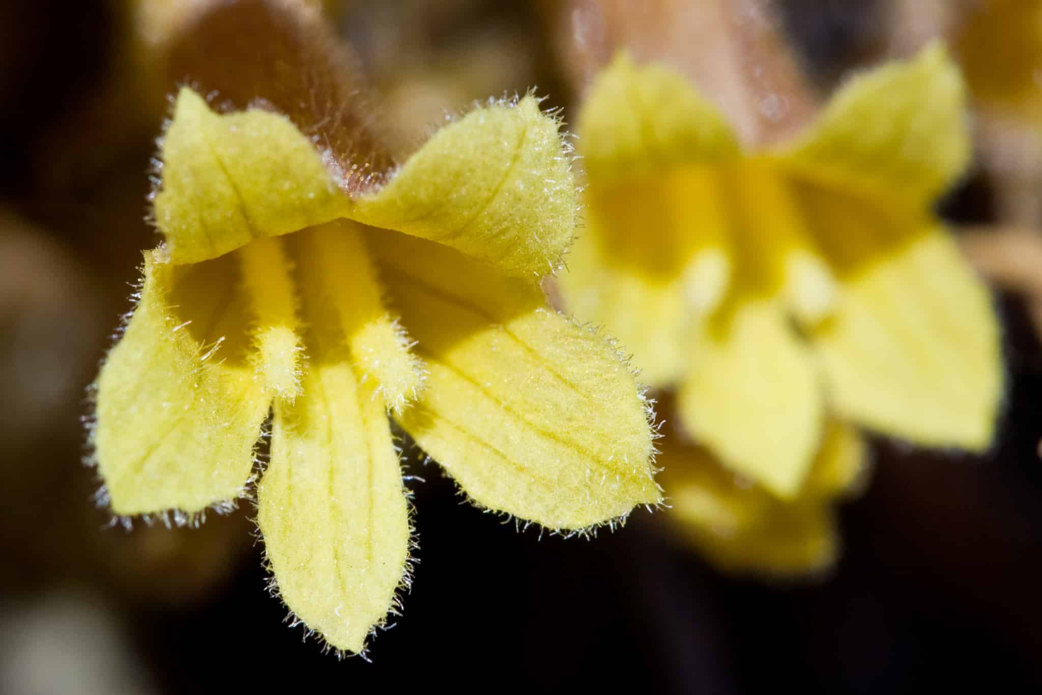 Close-up of a single Aphyllon franciscanum flower: a bright yellow two-lipped bloom, two smaller lobes above and three larger lobes below, the petal surfaces and edges fringed with fine white hairs and marked with deeper yellow veins. A second flower sits out of focus on the right, with a brownish calyx visible behind.