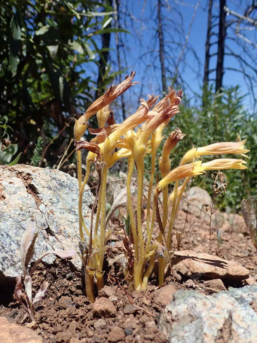 A clump of Aphyllon franciscanum: about a dozen leafless, hairy yellow stems rising from gritty red-brown soil between pale rocks, each topped with a curving tubular flower in yellow and rust-brown. Green chaparral and dark blackened branches in the background.