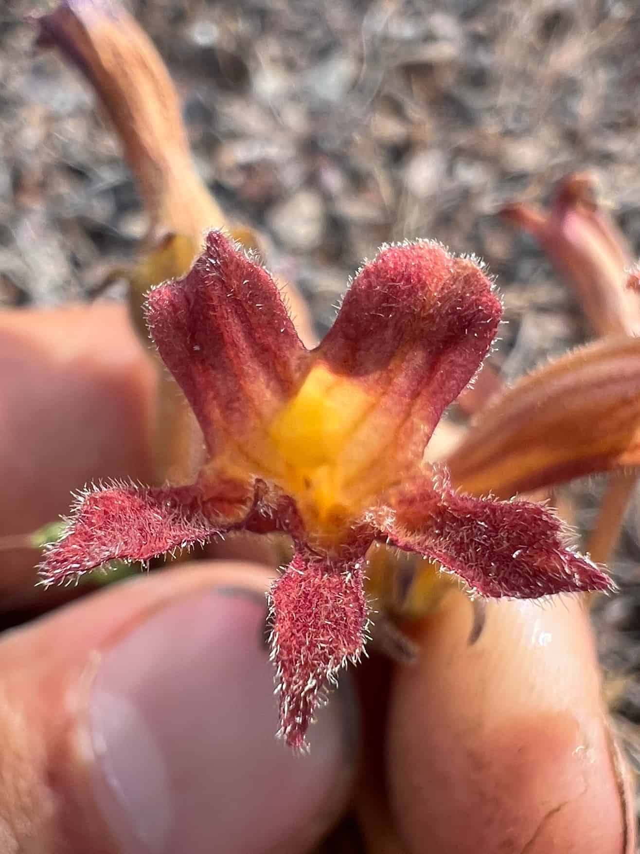 A close-up of an unusual Aphyllon franciscanum flower: the same two-lipped, hairy form as the typical species, but with the lobes flushed dusky red-purple rather than yellow. A patch of yellow still shows in the throat. Held between a thumb and finger, with dry soil and litter out of focus behind.