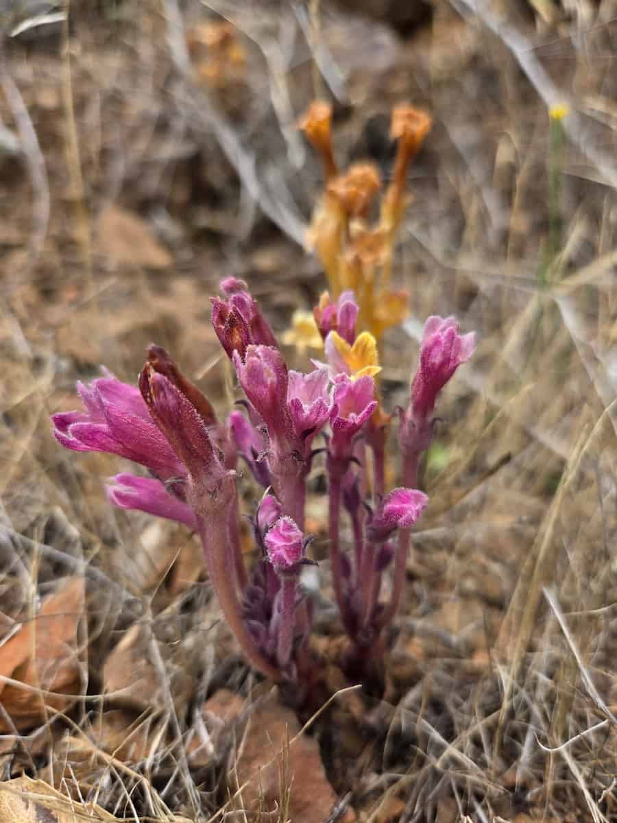 Two clumps of Aphyllon franciscanum in the same patch of dry grass and litter: in the foreground, a vivid pink-magenta clump of leafless, hairy stems and tubular flowers; behind it, a second clump in the typical yellow-orange form.