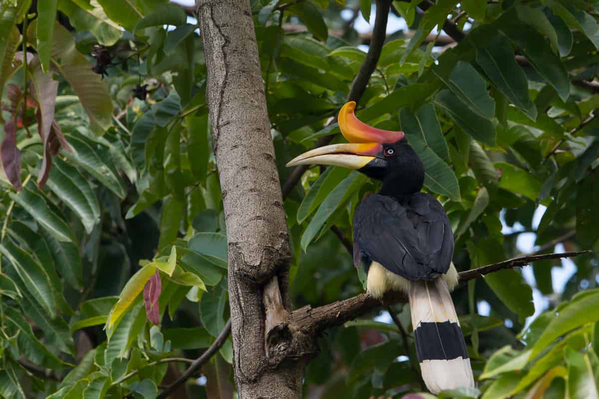 A black bird with a massive bill and red fading to orange protuberance curling up like a rhino's horn sits on a tree.
