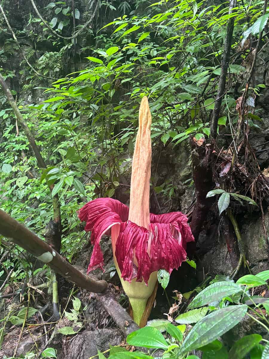 A Titan Arum standing on steep slope.