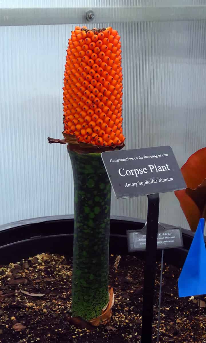 A thick green stalk holds a lot of dark orange berries, glowing almost like the end of a cigarette.