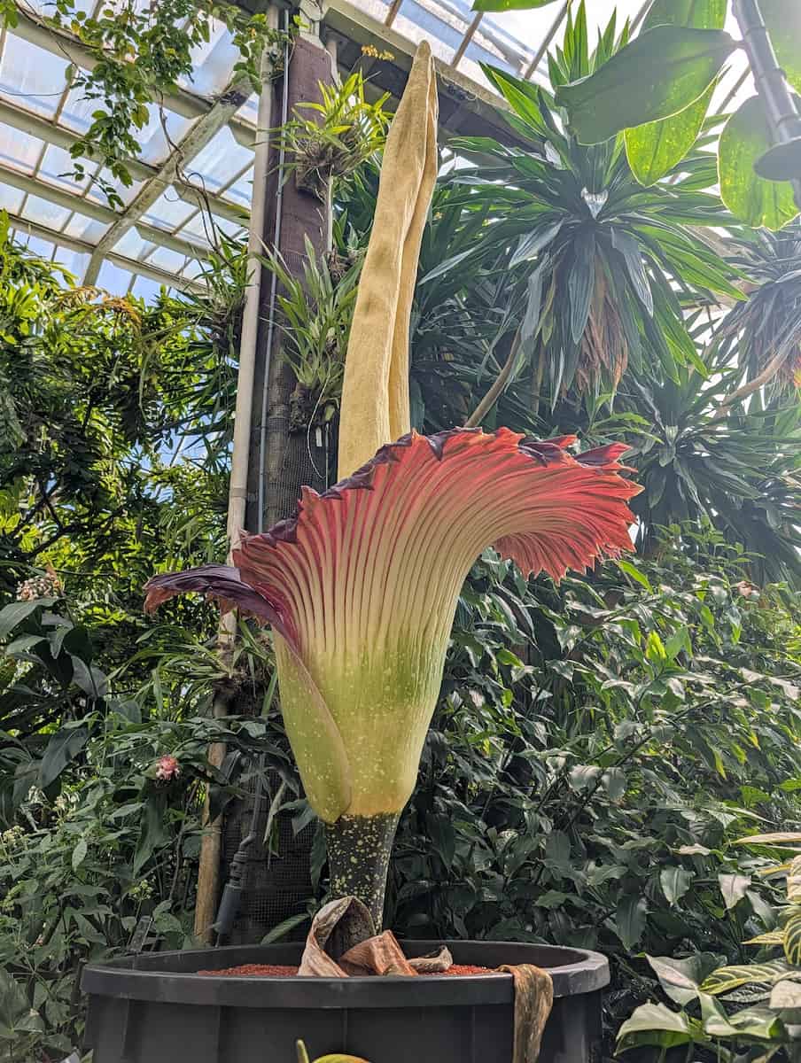 A shot of a Titan Arum in its pot from slightly below, making it look massive.