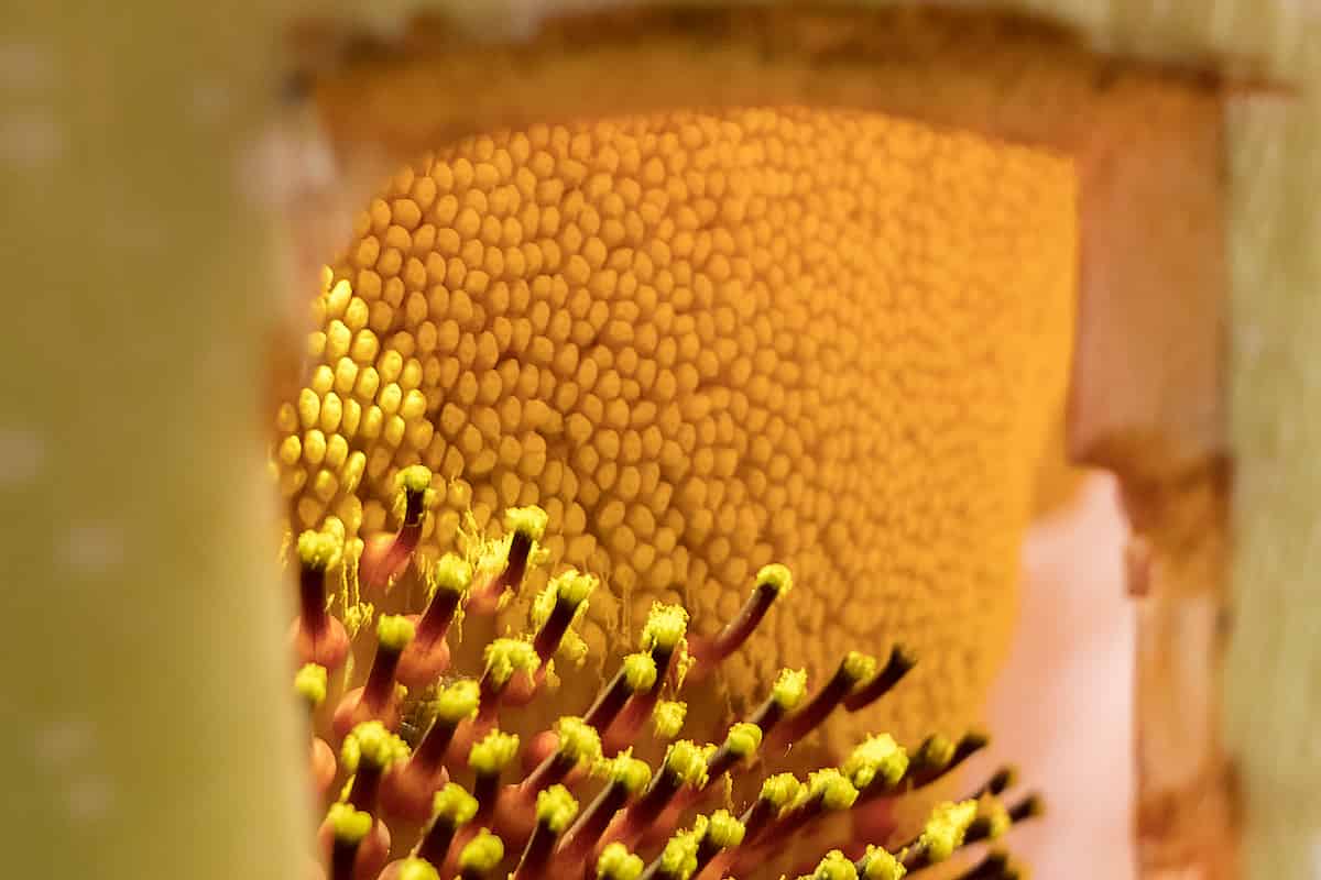 Anthers holding pollen can be seen through a window cut into the side of the spathe.