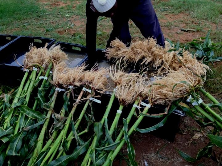 Getting to the root of resilient agriculture