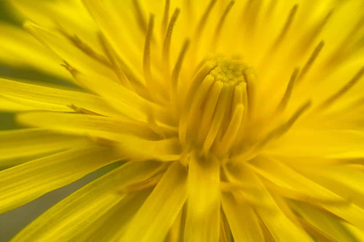 Close-up of a dandelion in bloom.