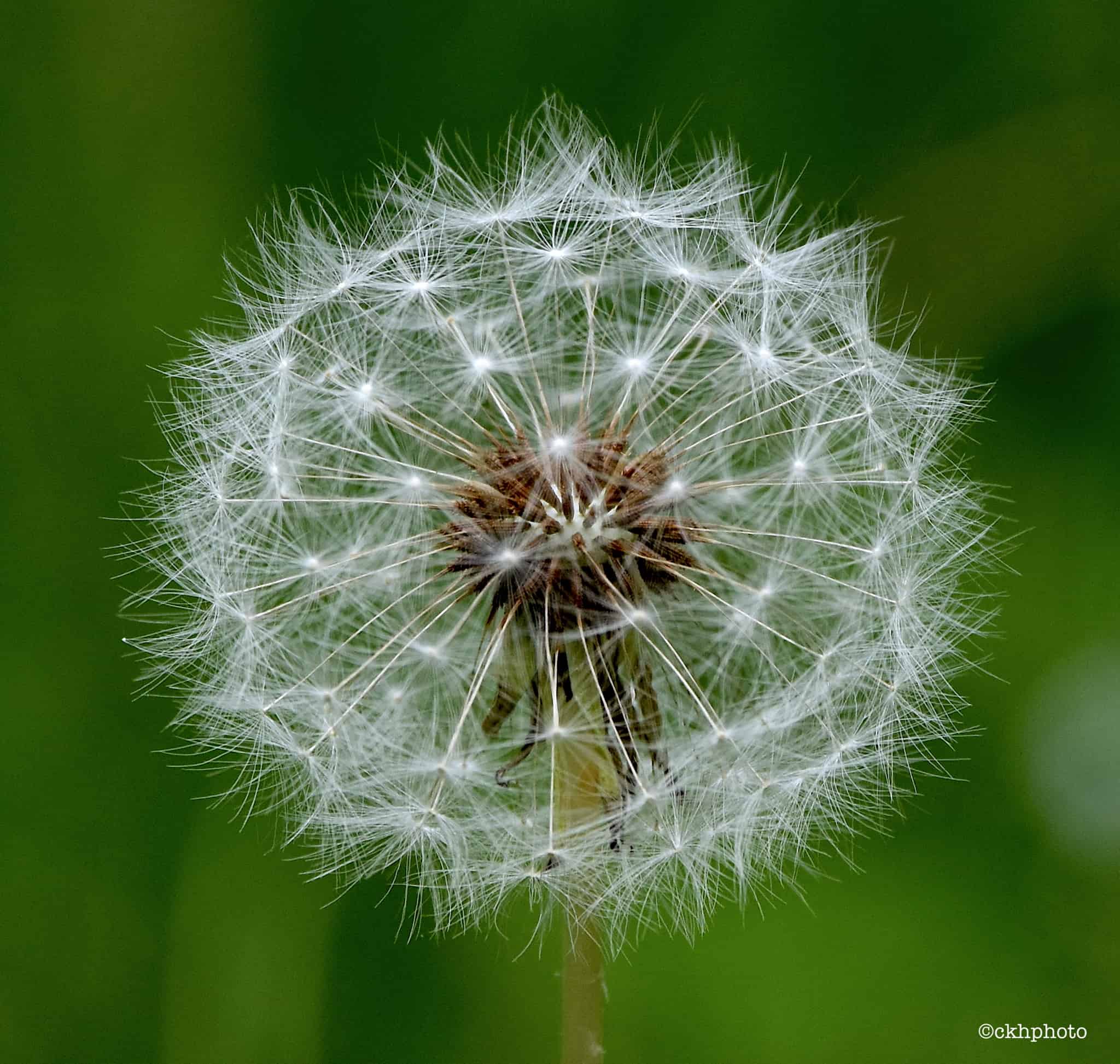 A round dandelion clock ready to release its seeds.