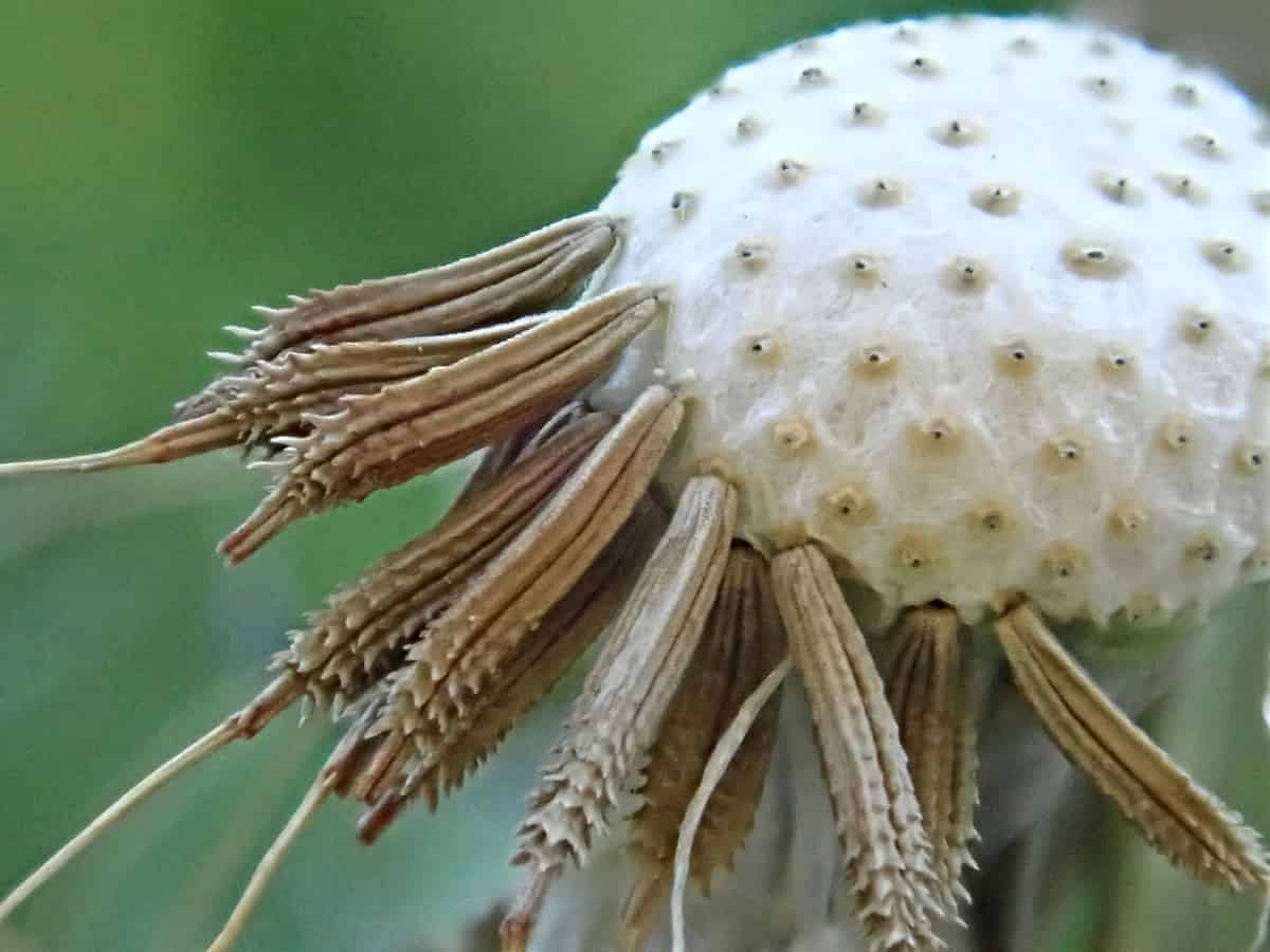 Close-up of a nearly bare flowerhead, with a few achenes holding on.