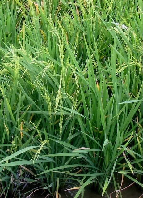 Can plants remember a stressful past?