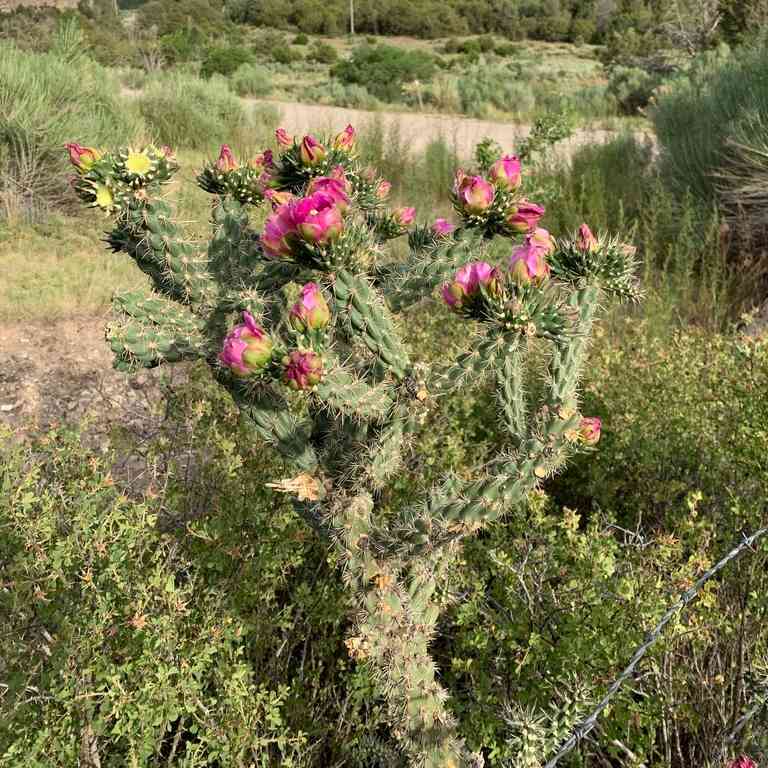 Cylindropuntia imbricata