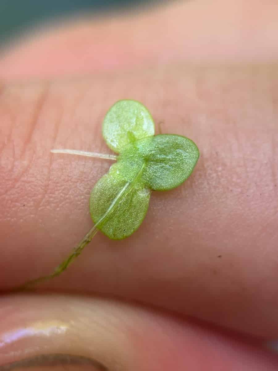 A tiny common duckweed (Lemna minor) plant resting on the pad of a person's fingertip, showing its scale: a cluster of four rounded, pale-green fronds a few millimetres across, with two thread-like roots trailing away across the skin.